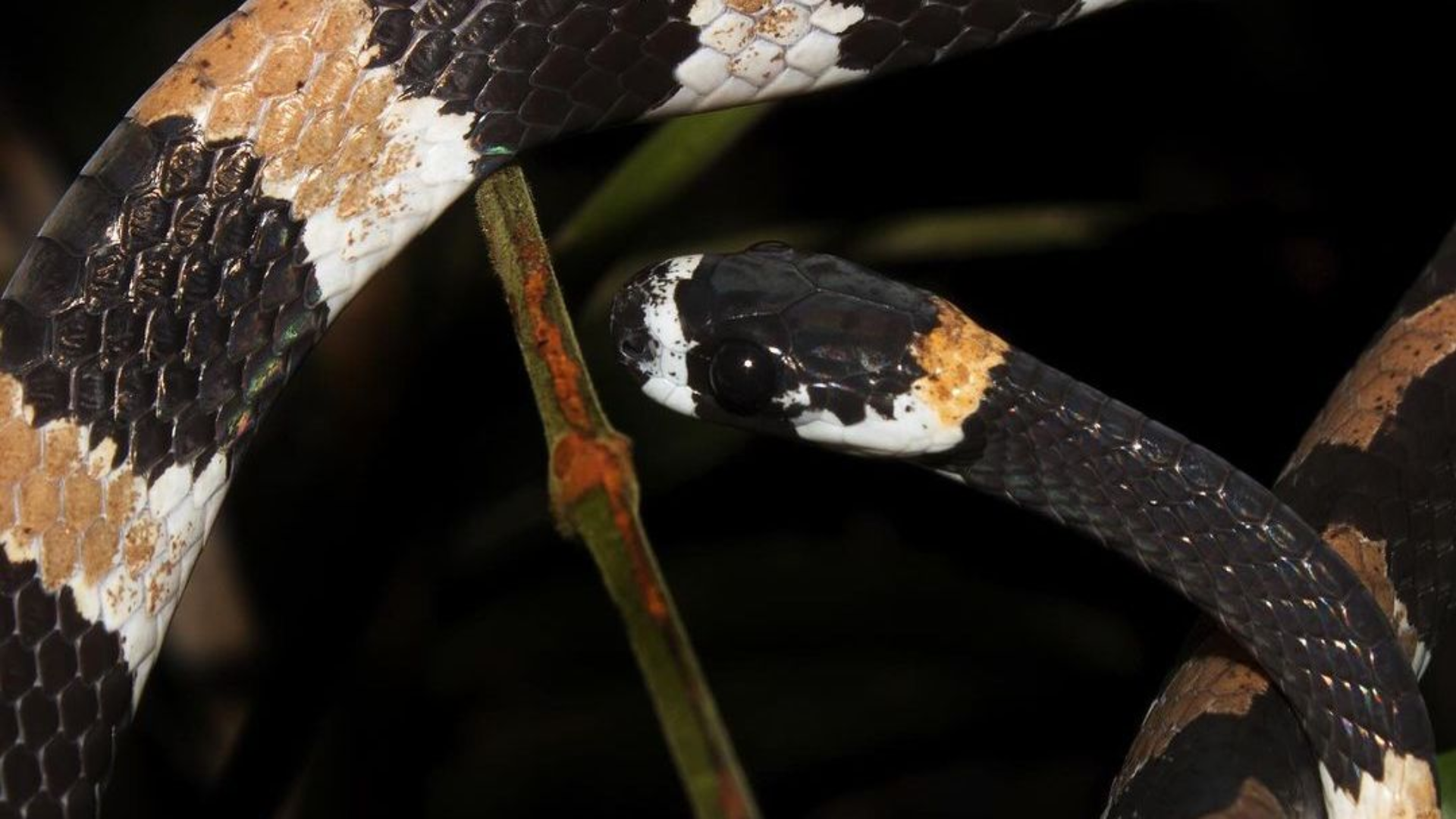 Cientistas brasileiros registram o primeiro “grito” de cobra na América Latina