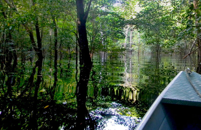 Empresas utilizam de terras públicas na Amazônia para vender créditos de carbono