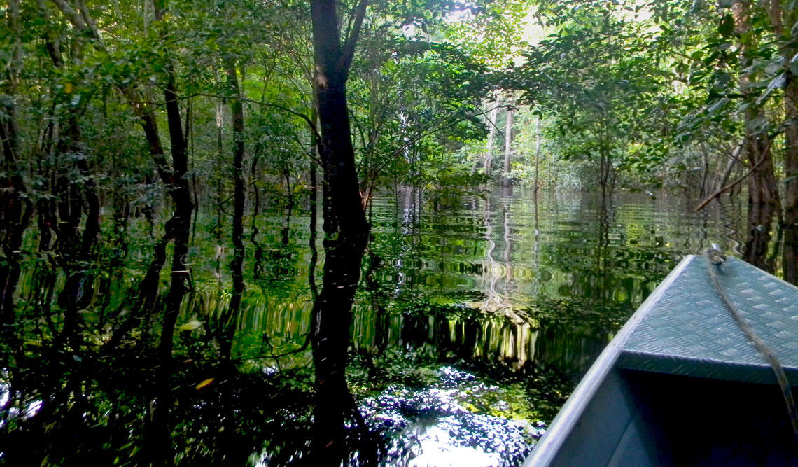 Empresas utilizam de terras públicas na Amazônia para vender créditos de carbono