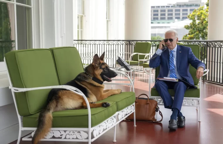 Cachorro de Joe Biden é ‘afastado’ da Casa Branca após morder funcionários