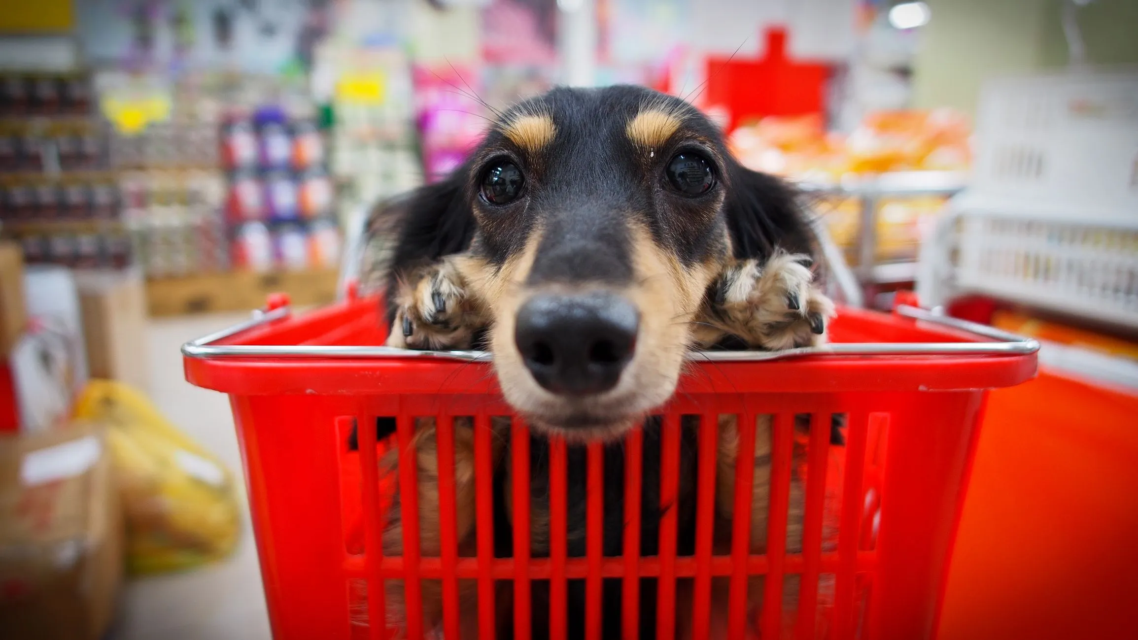 Projeto de Lei permite circulação de cães e gatos em supermercados do Rio