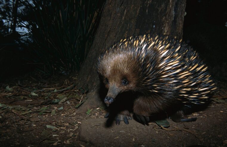 Equidna que acreditava-se estar em extinção, é filmada em floresta na Indonésia