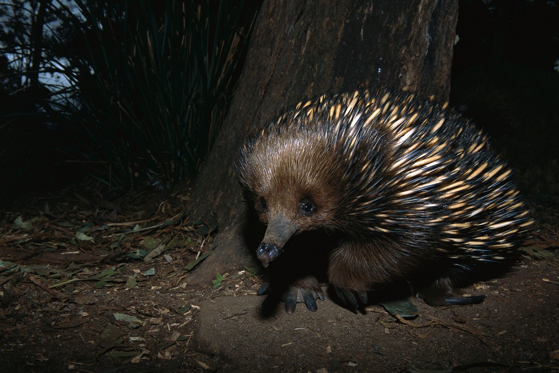 Equidna que acreditava-se estar em extinção, é filmada em floresta na ...