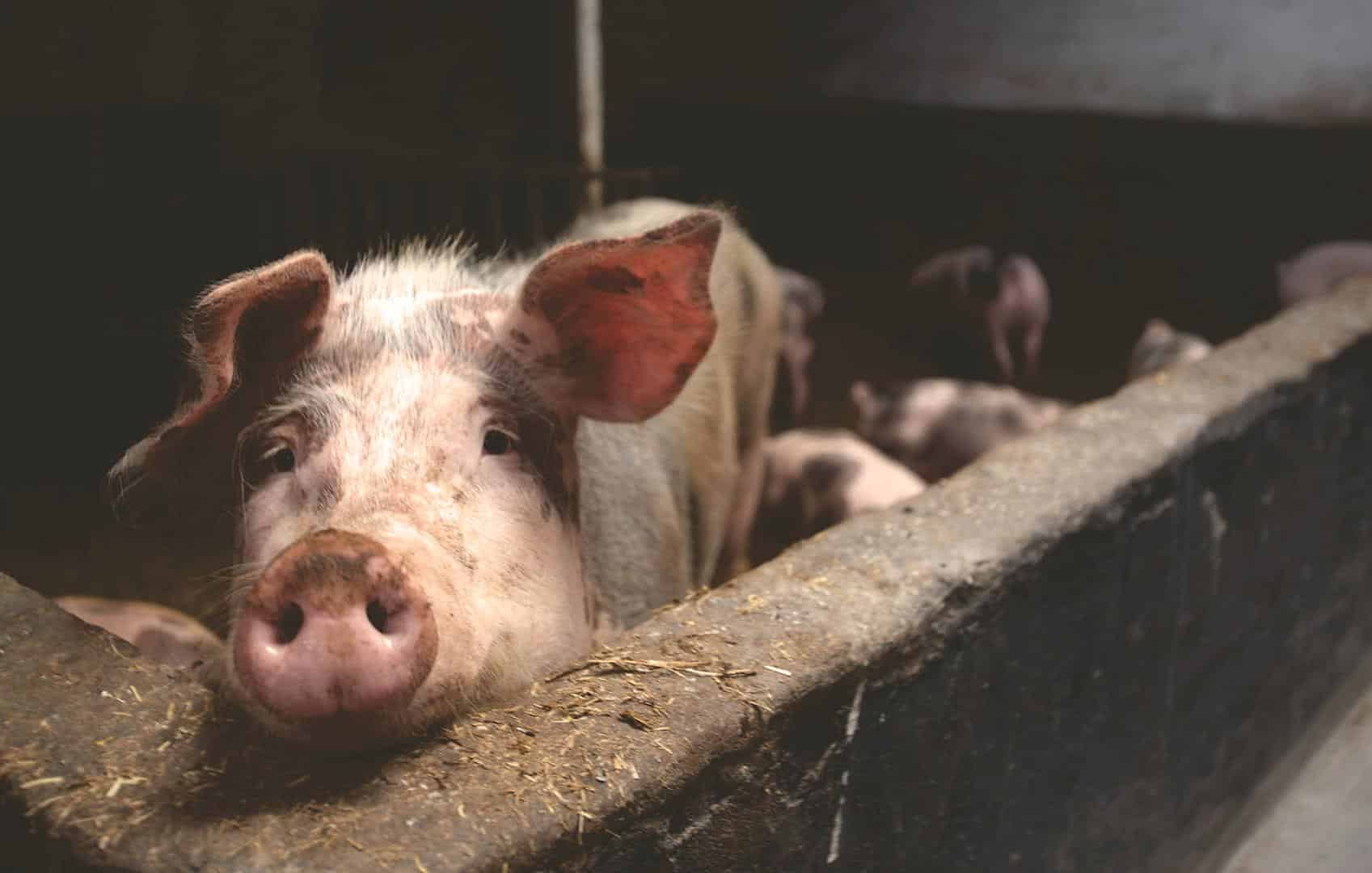 Nova variante da gripe suína é encontrada no Reino Unido 