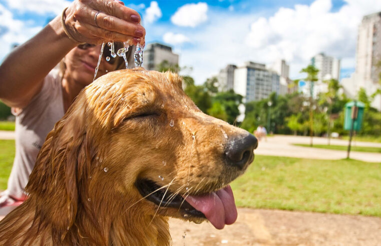 Onda de calor: pets também precisam de cuidado durante esse período