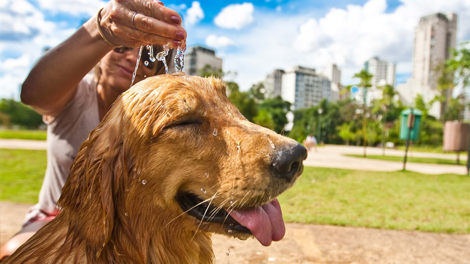 Onda de calor: pets também precisam de cuidado durante esse período