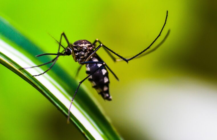 Votuporanga (SP) registra subtipo dengue que estaria fora do estado há 15 anos