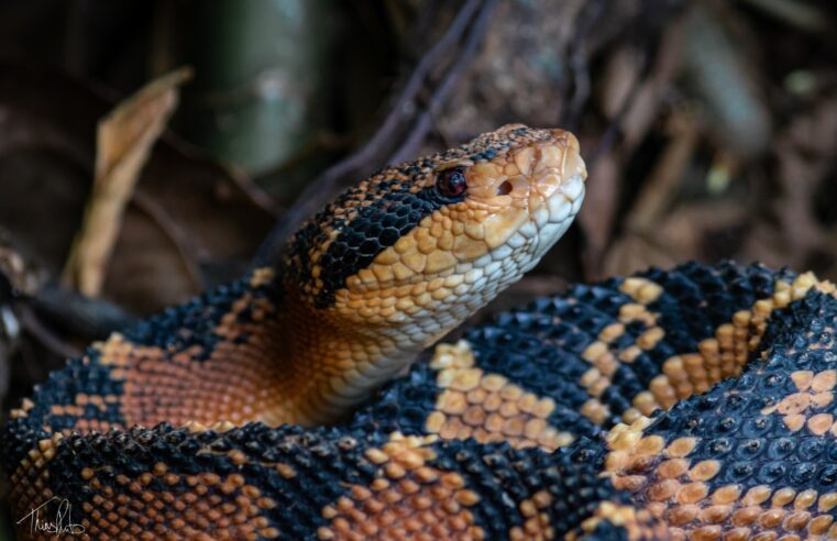 Lavrador sobrevive após ser picado pela maior serpente venenosa das Américas