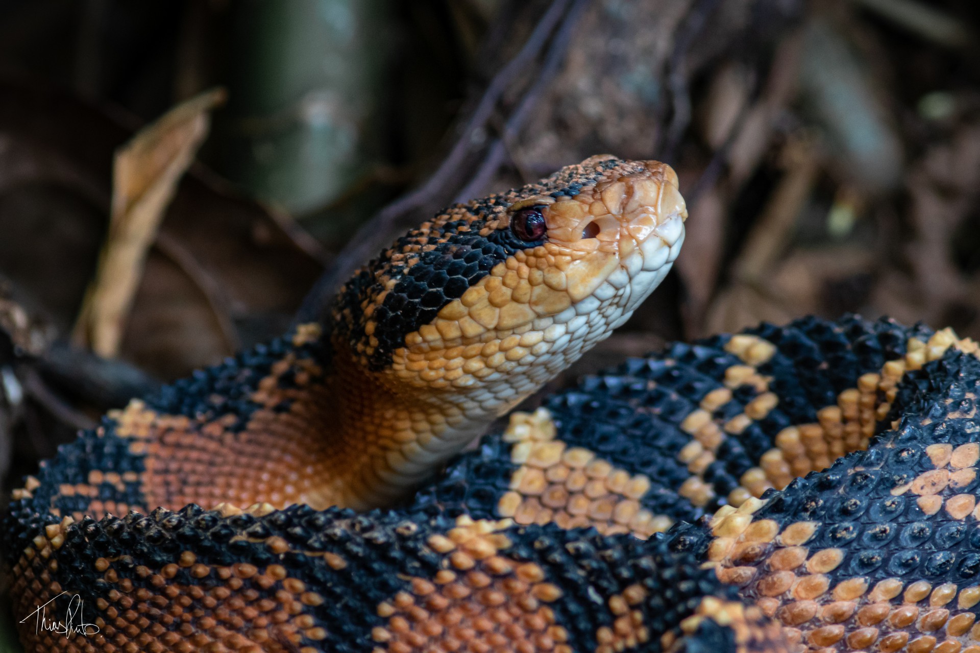 Lavrador sobrevive após ser picado pela maior serpente venenosa das Américas