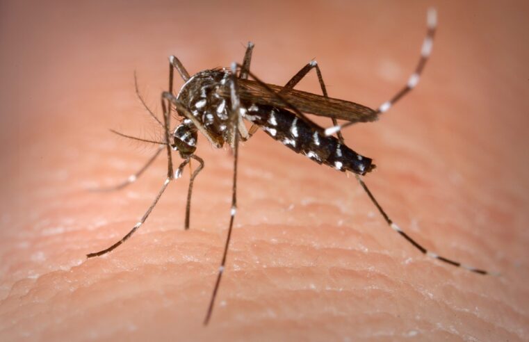 Dengue: calor e chuva criam cenário ideal para a doença se proliferar