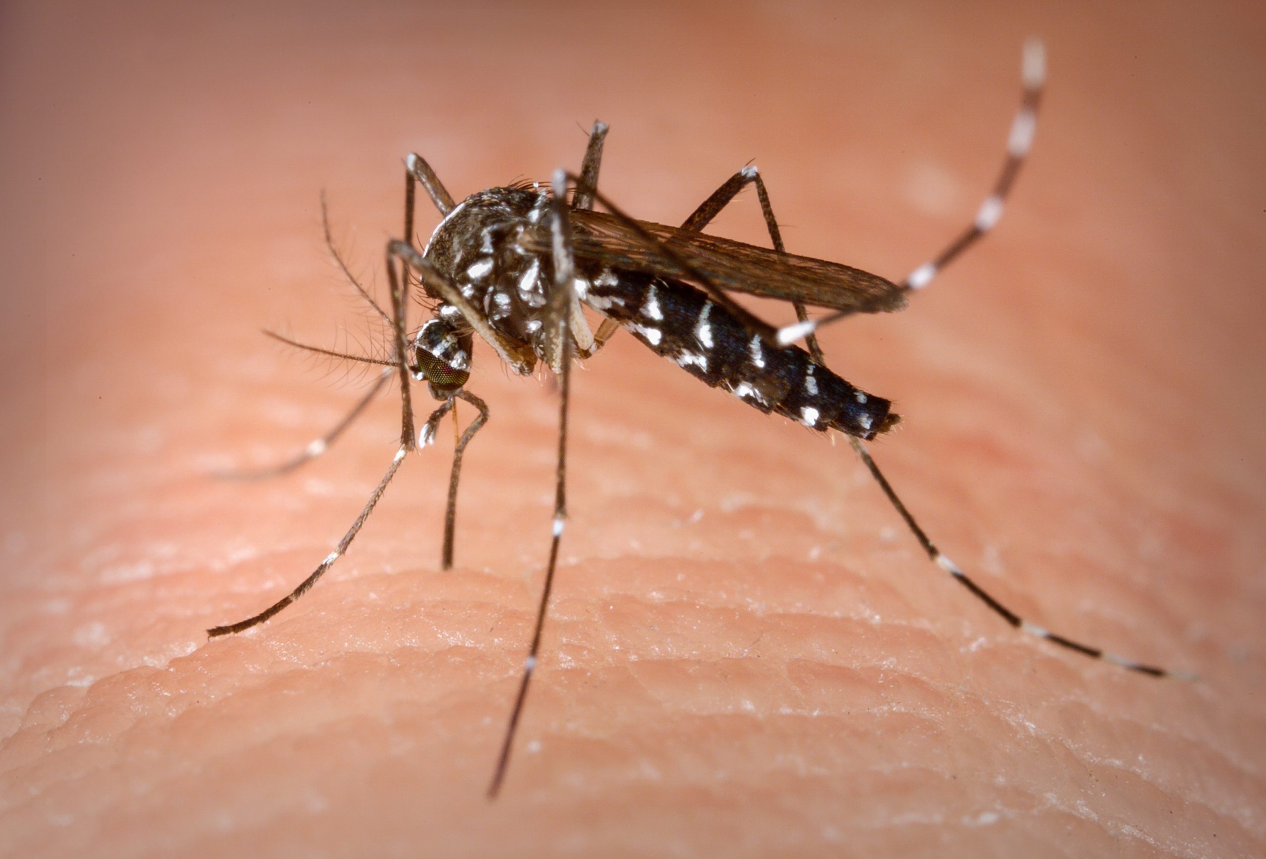 Dengue: calor e chuva criam cenário ideal para a doença se proliferar