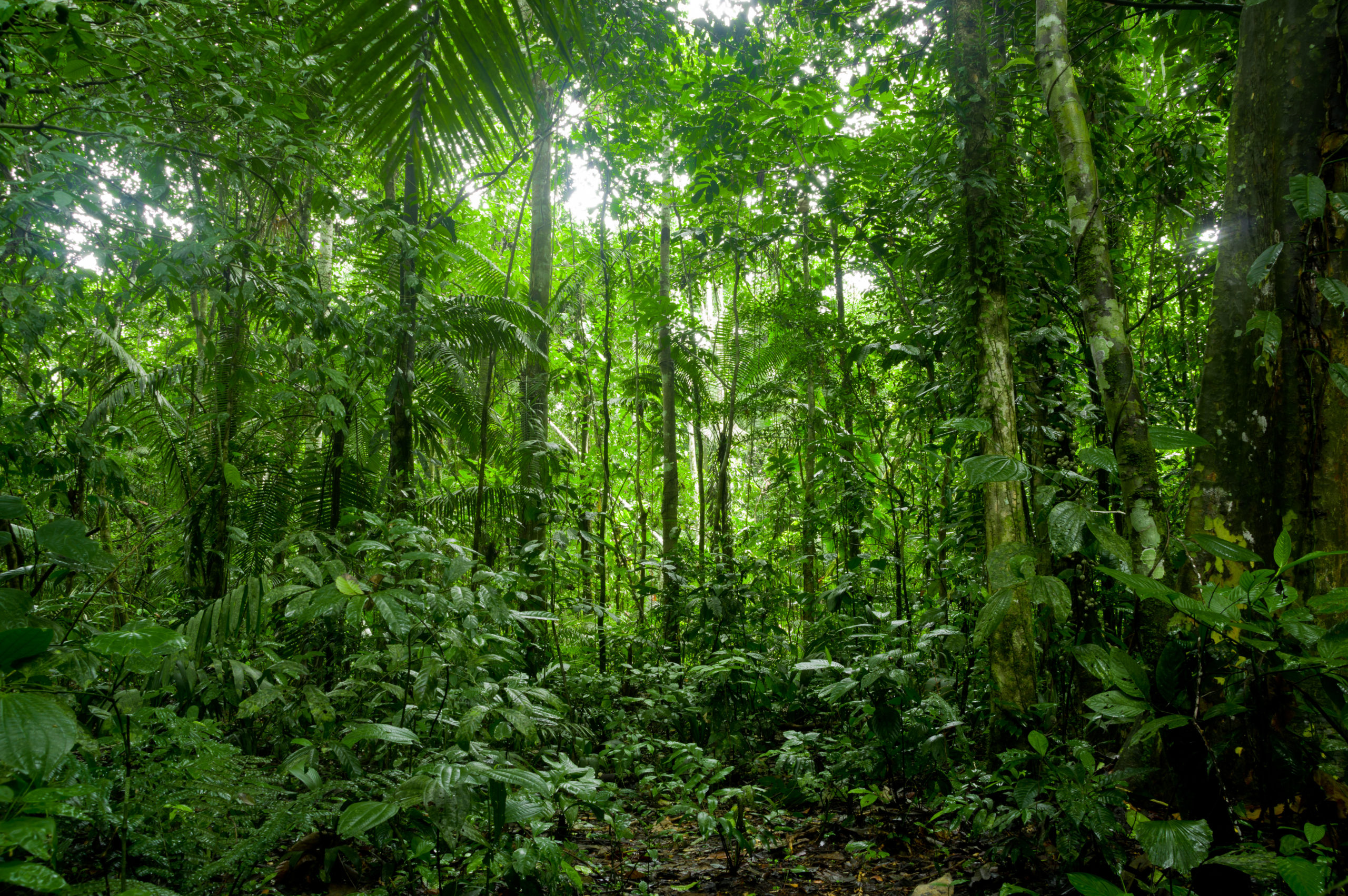 Desmatamento na Amazônia teve queda de 22,3 %