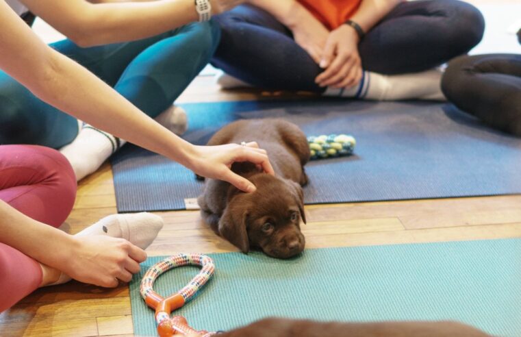 Puppy Yoga: prática com filhotes se torna comum e incentiva adoção