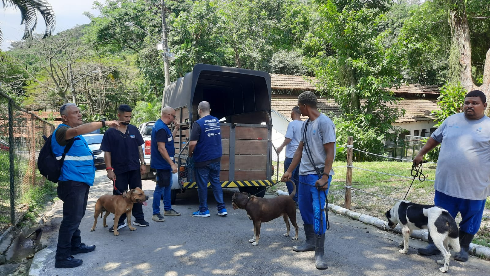 Prefeitura do Rio resgata 11 cães amarrados sob viaduto na Avenida Brasil