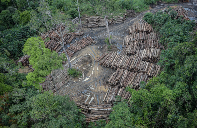 Brasil perdeu 15% de florestas naturais em quase 40 anos