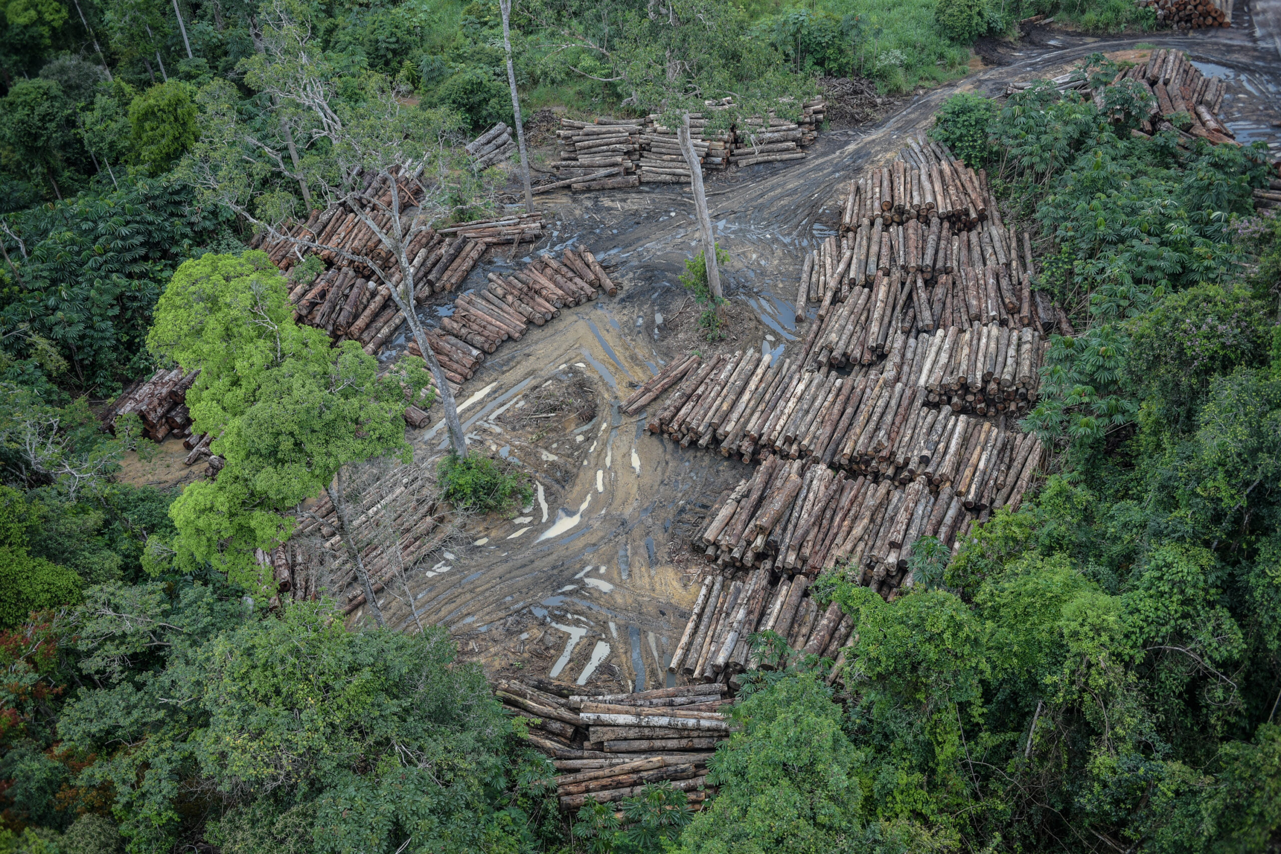 Brasil perdeu 15% de florestas naturais em quase 40 anos