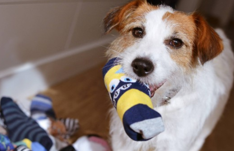 Filhote de cachorro passa por cirurgia de emergência após comer meias