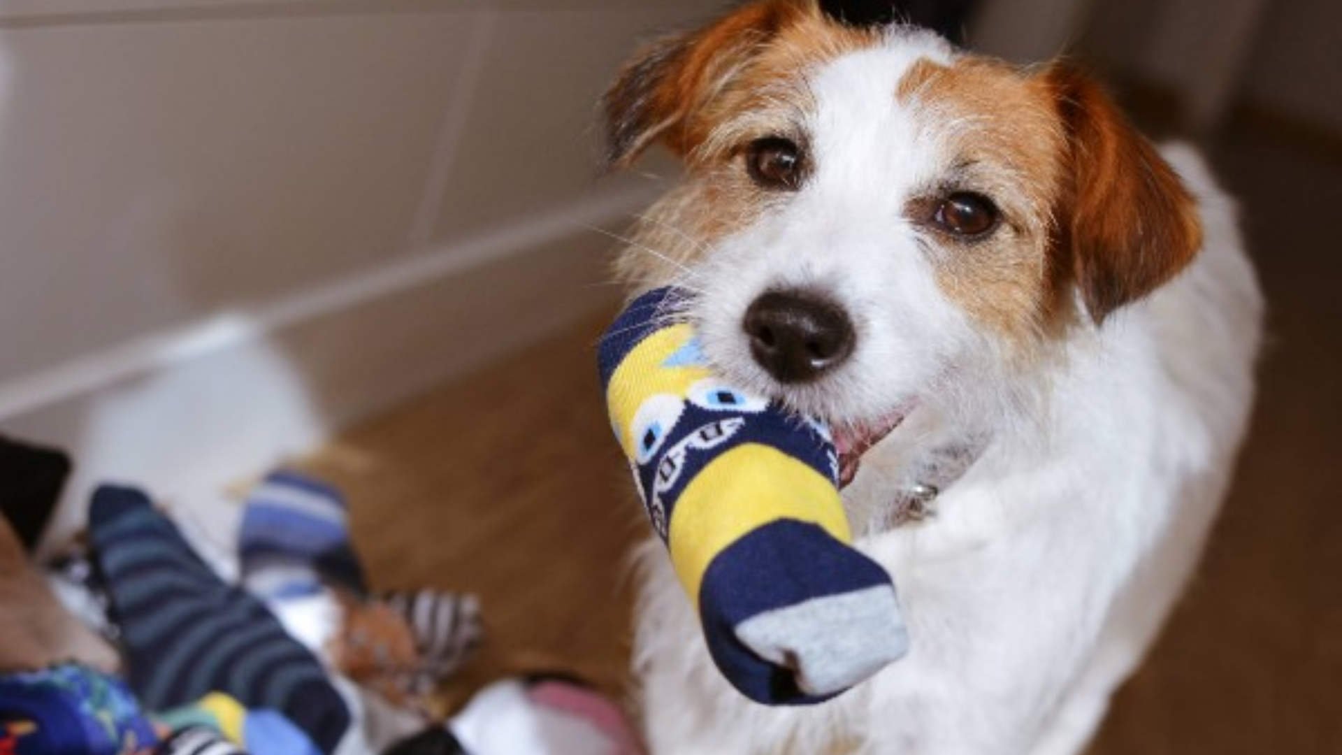 Filhote de cachorro passa por cirurgia de emergência após comer meias