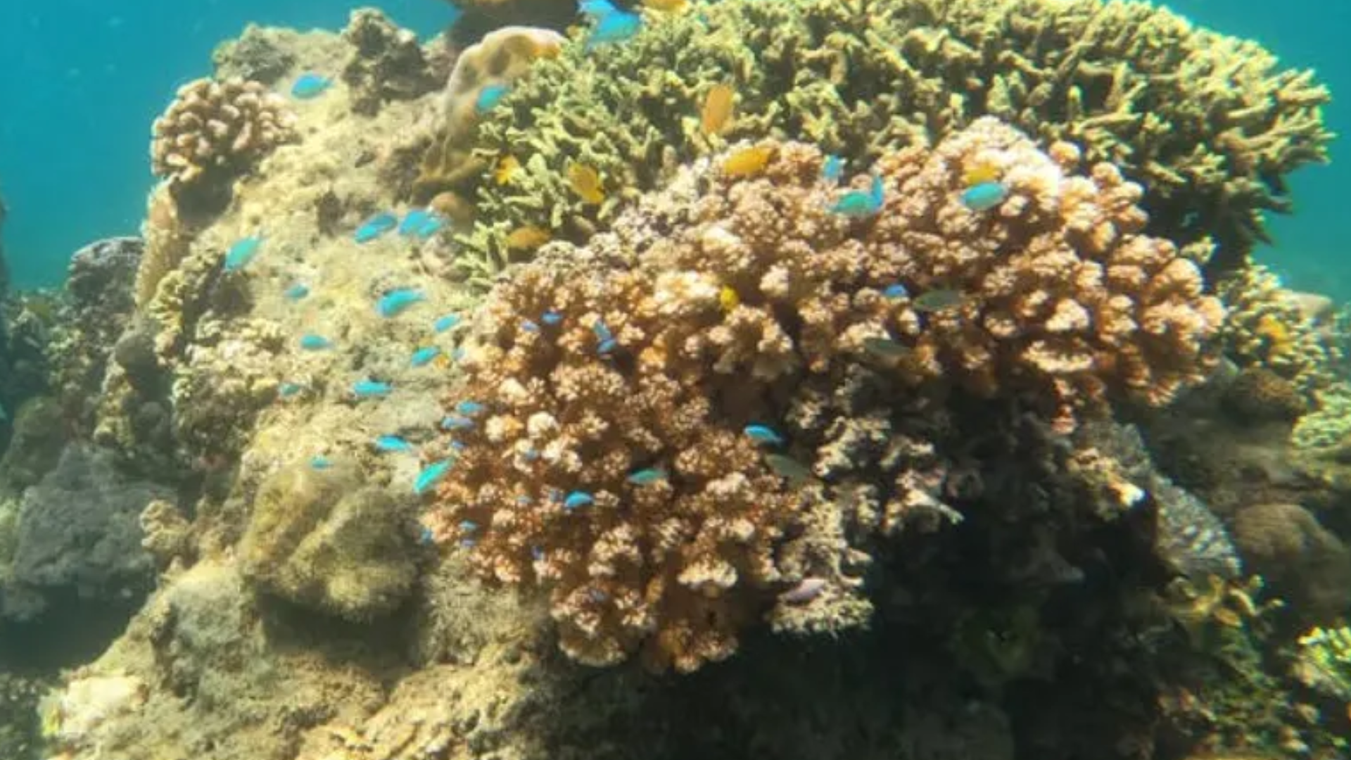 Esponjas marinhas da Nova Zelândia estão morrendo devido às mudanças climáticas