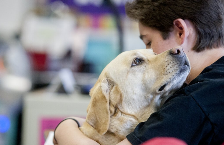 PL prevê até 10 anos de prisão para quem furtar animais domésticos