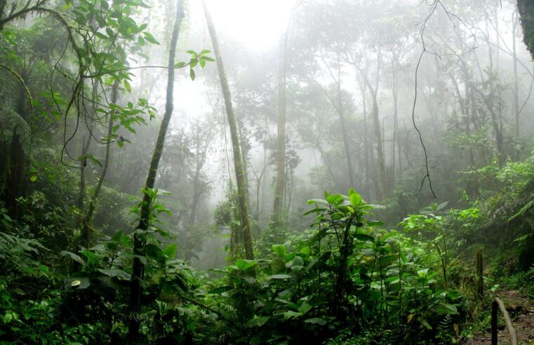 Ministério da Agricultura cria plano para desenvolvimento florestal