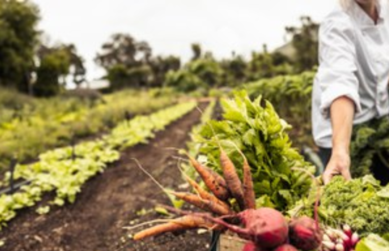 Manifesto propõe medidas para de segurança alimentar diante das mudanças climáticas