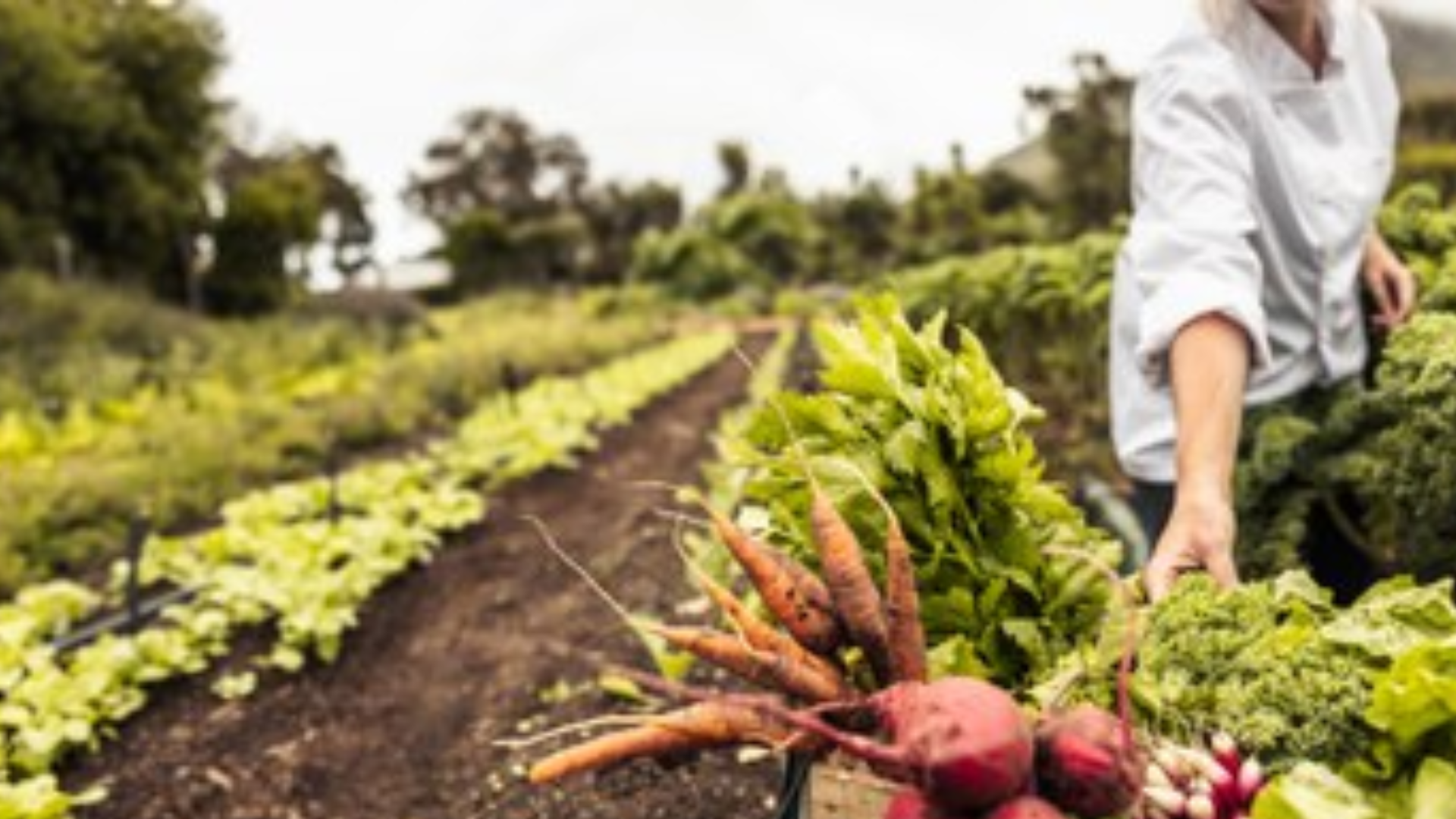 Manifesto propõe medidas para de segurança alimentar diante das mudanças climáticas