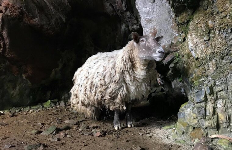 Ovelha isolada por dois anos é resgata na Escócia