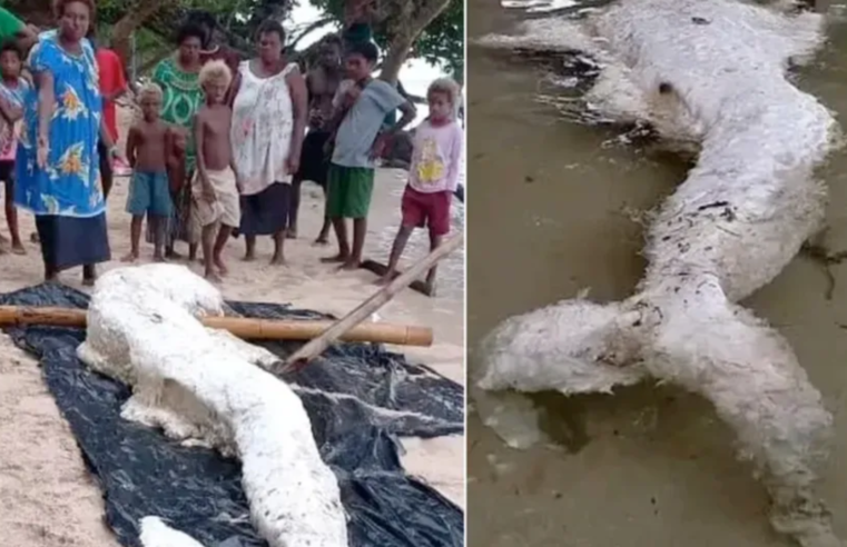 Criatura misteriosa, parecida com uma sereia, aparece na Papua-Nova Guiné