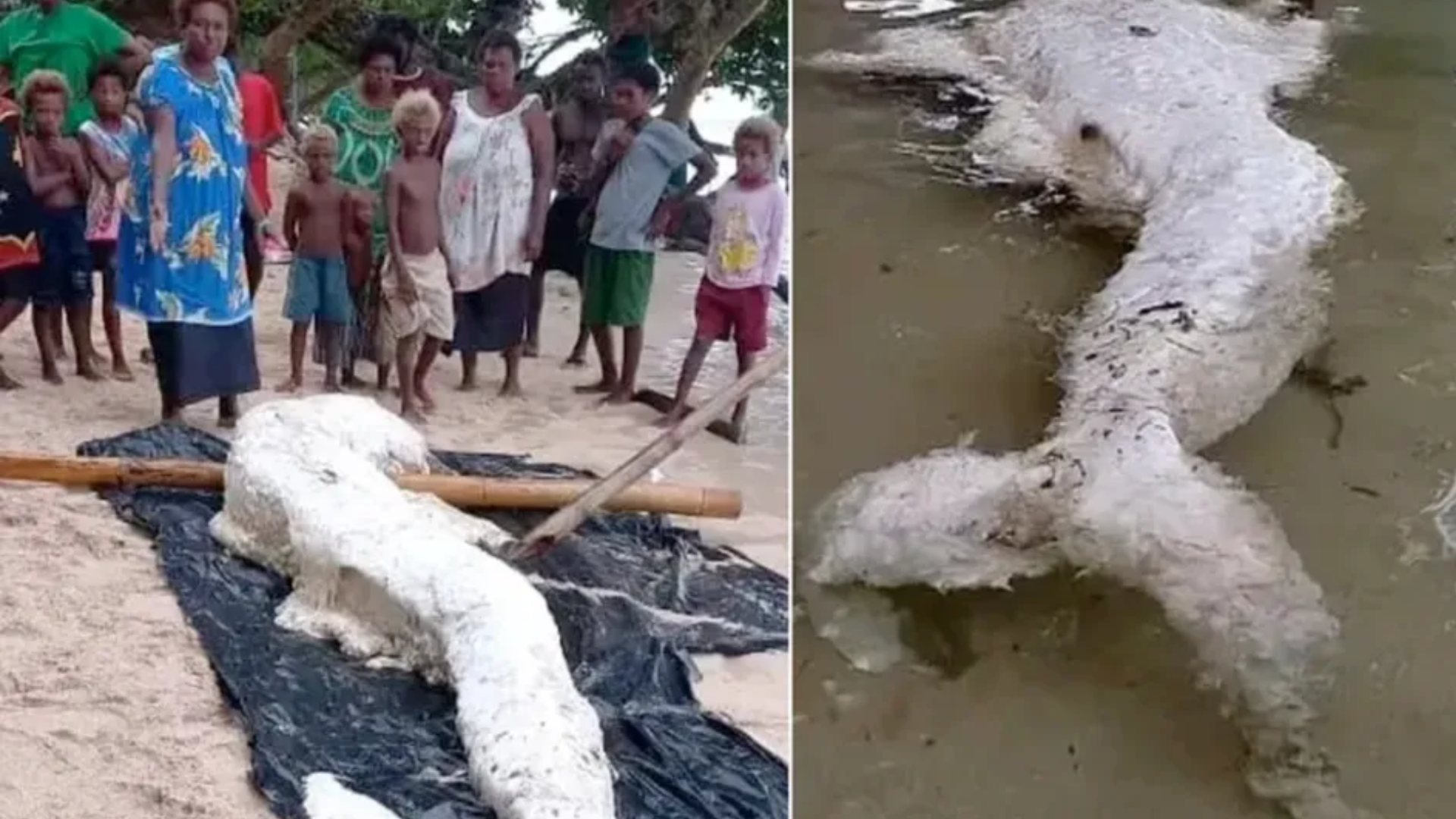 Criatura misteriosa, parecida com uma sereia, aparece na Papua-Nova Guiné