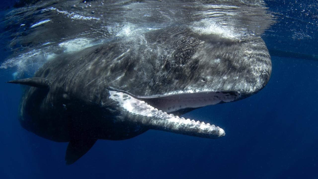 Ilha do Caribe anuncia criação de primeira reserva de cachalotes do mundo