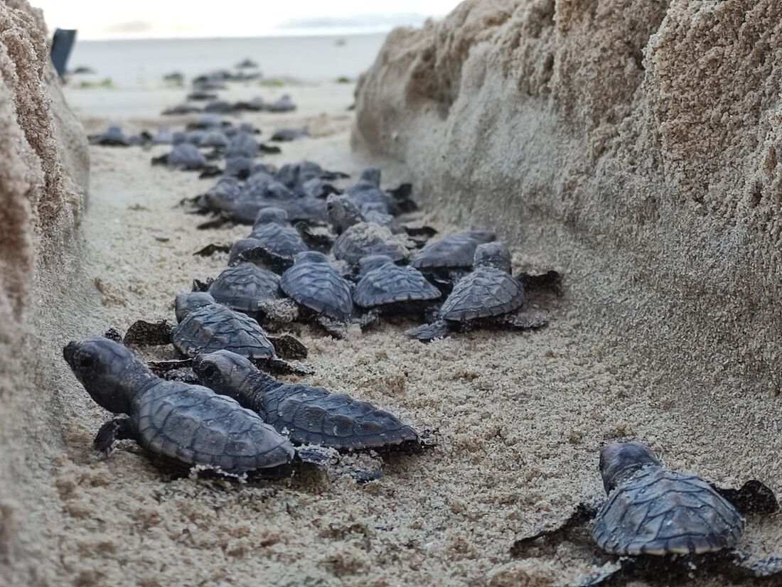 Filhotes de tartaruga são soltos em praia na Colômbia