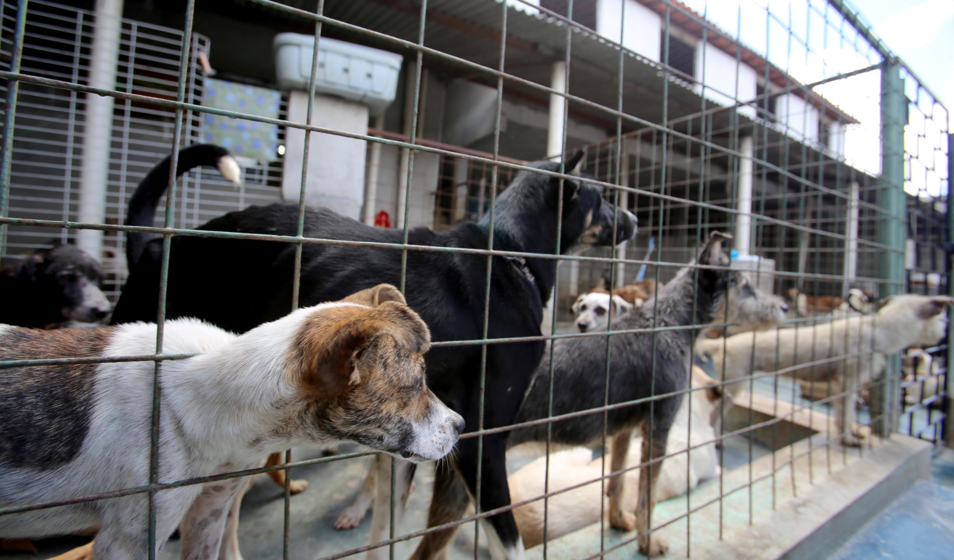 Secretaria de Proteção e Defesa dos Animais tem orçamento para 2024 reduzido em 15%