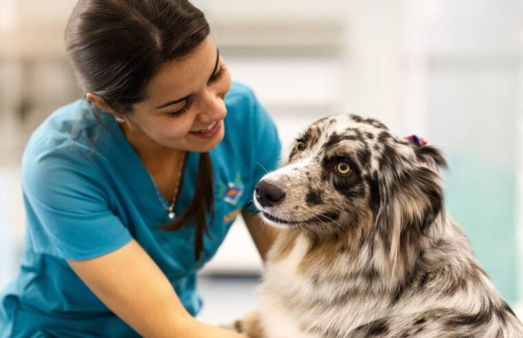 Unesp busca usar medicamento utilizado em humanos para câncer em cães