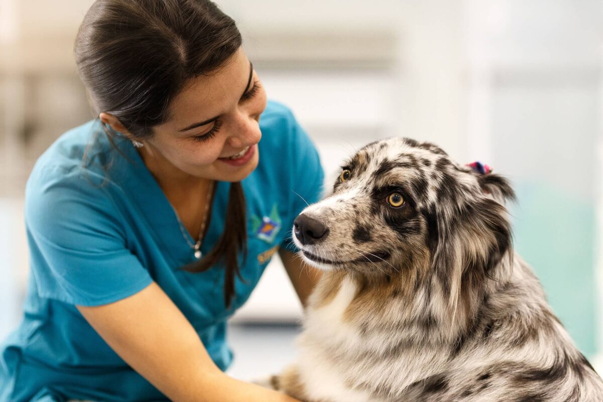 Unesp busca usar medicamento utilizado em humanos para câncer em cães