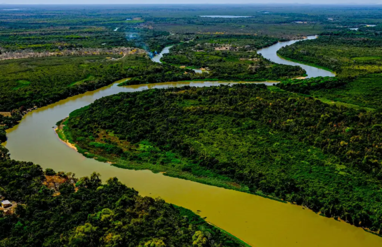 BNDES e Petrobras anunciam investimento na conservação do Cerrado e Pantanal