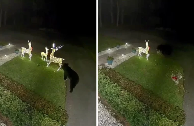 Urso é flagrado destruindo decoração de Natal em Longwood, Flórida, nos EUA