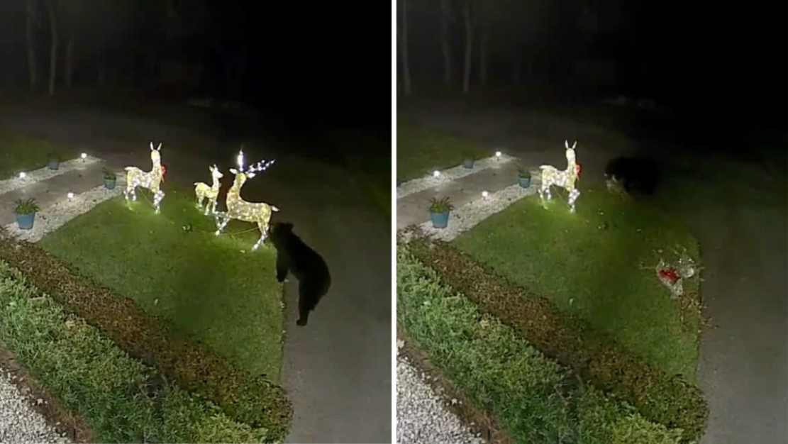 Urso é flagrado destruindo decoração de Natal em Longwood, Flórida, nos EUA