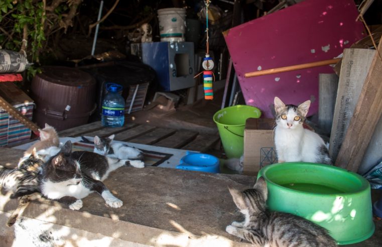 Abandono de 300 gatos na orla de Salvador se torna problema de saúde pública