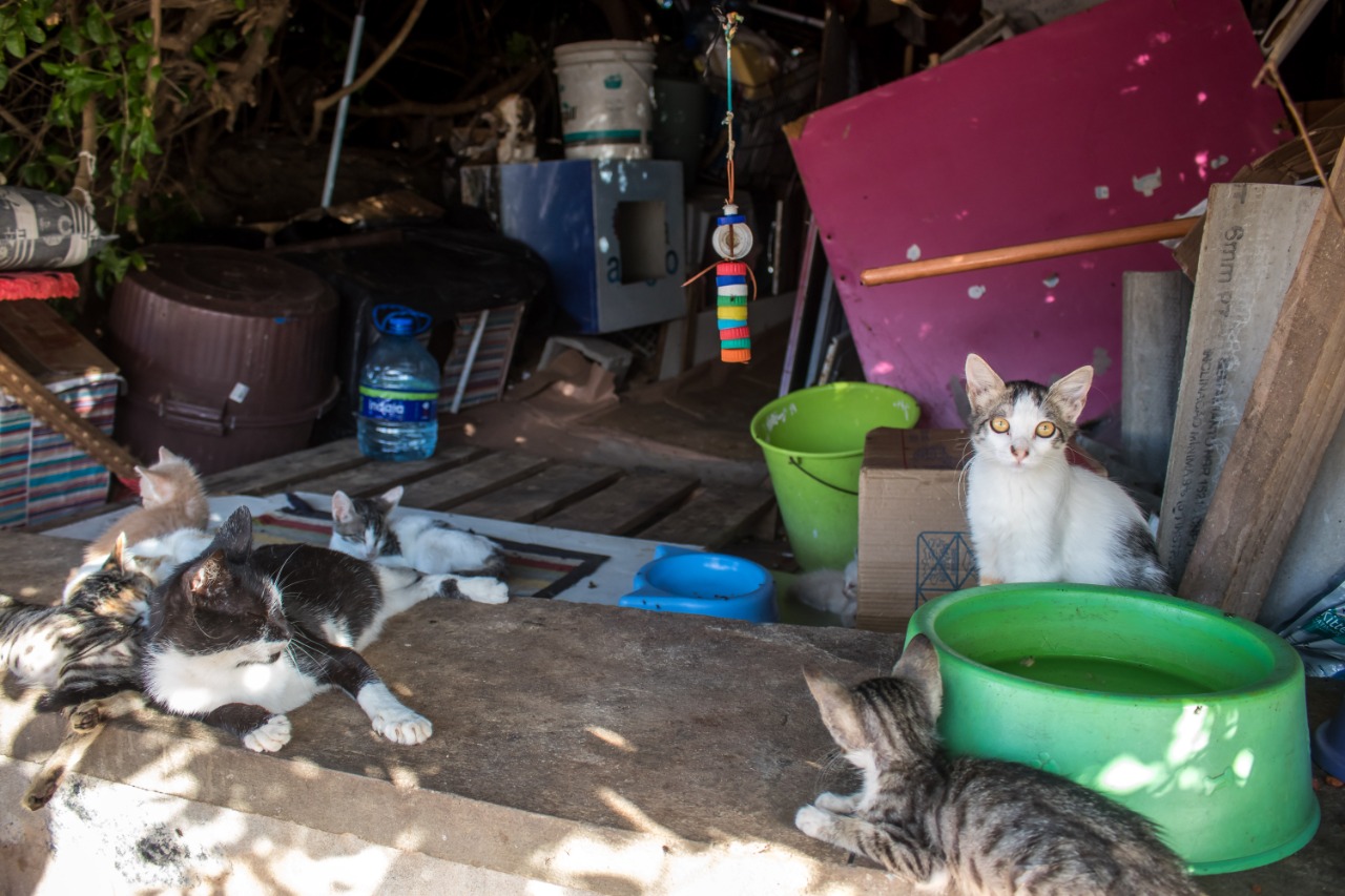 Abandono de 300 gatos na orla de Salvador se torna problema de saúde pública