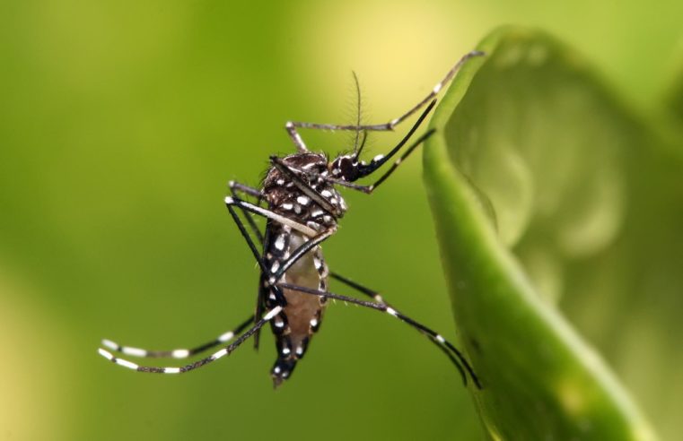 Vacinação contra dengue deve começar no próximo mês 