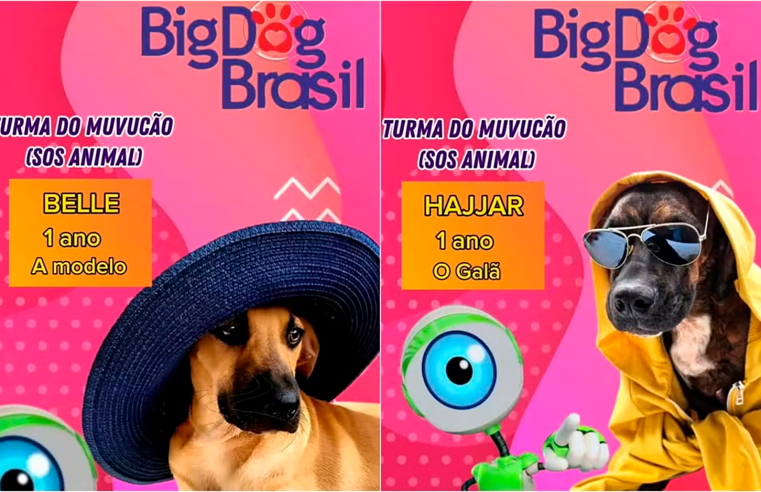 Big Dog Brasil é ação inspirada no BBB e promove adoção de animais