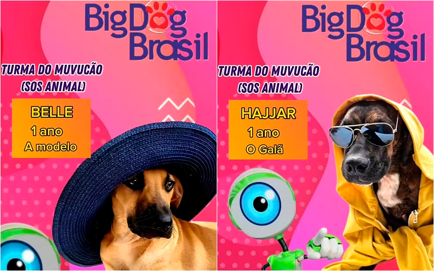 Big Dog Brasil é ação inspirada no BBB e promove adoção de animais