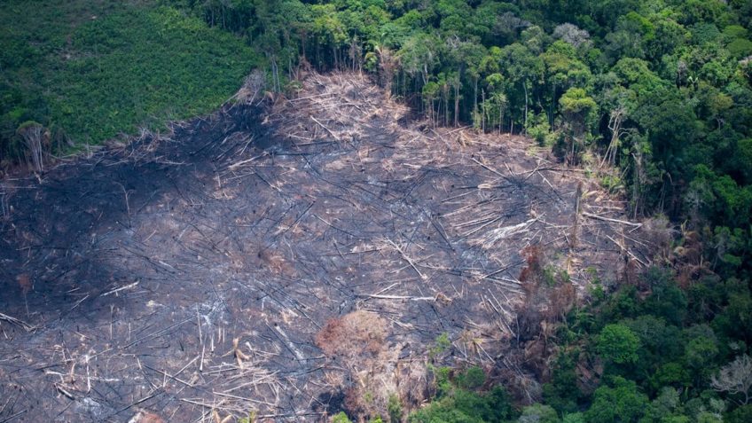 Desmatamento em áreas protegidas da Amazônia cai em 2023