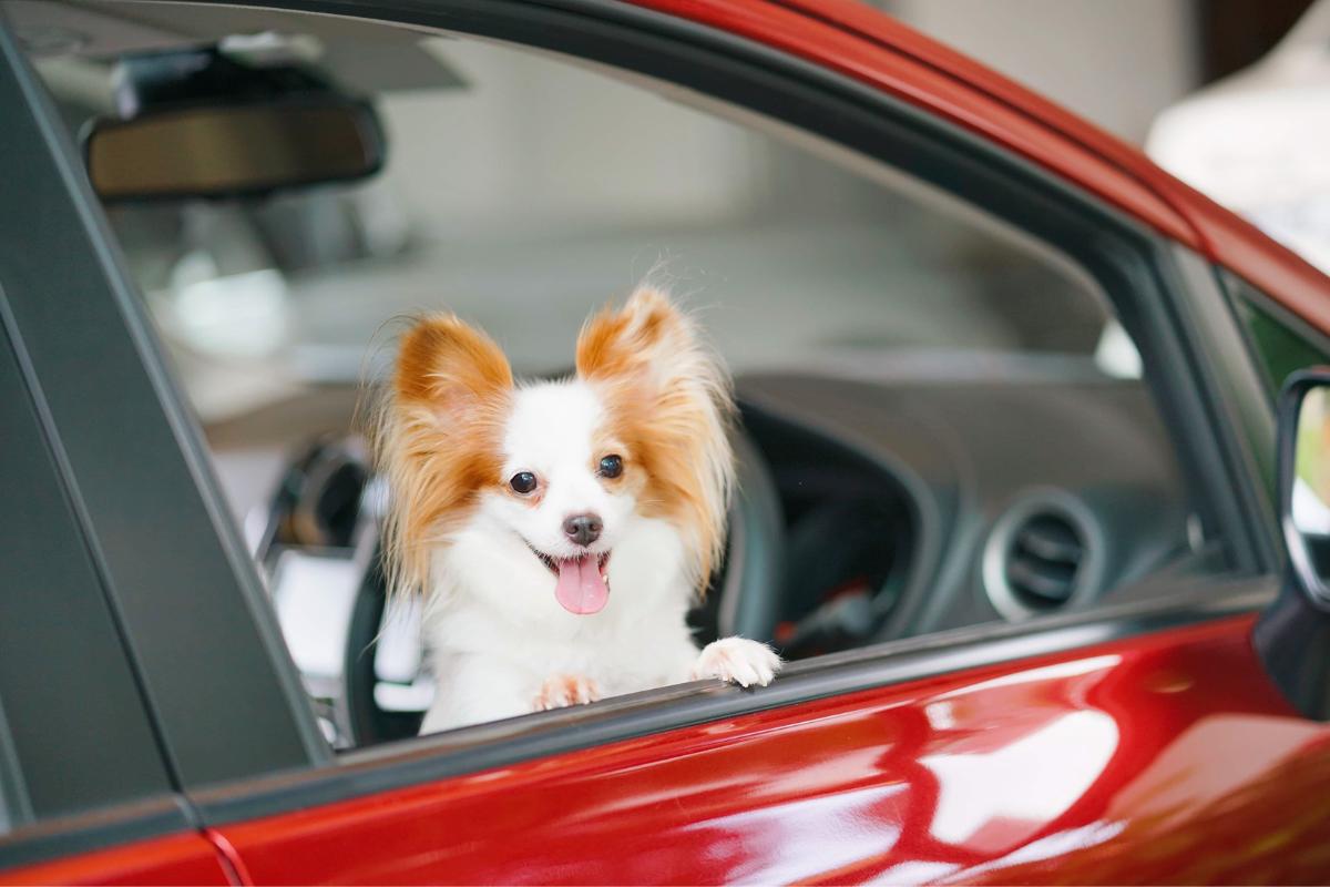 Pets não podem ser transportados soltos no carro
