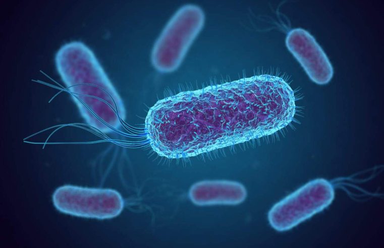 DNA antigo oferece novas evidências de teoria sobre origem da sífilis 