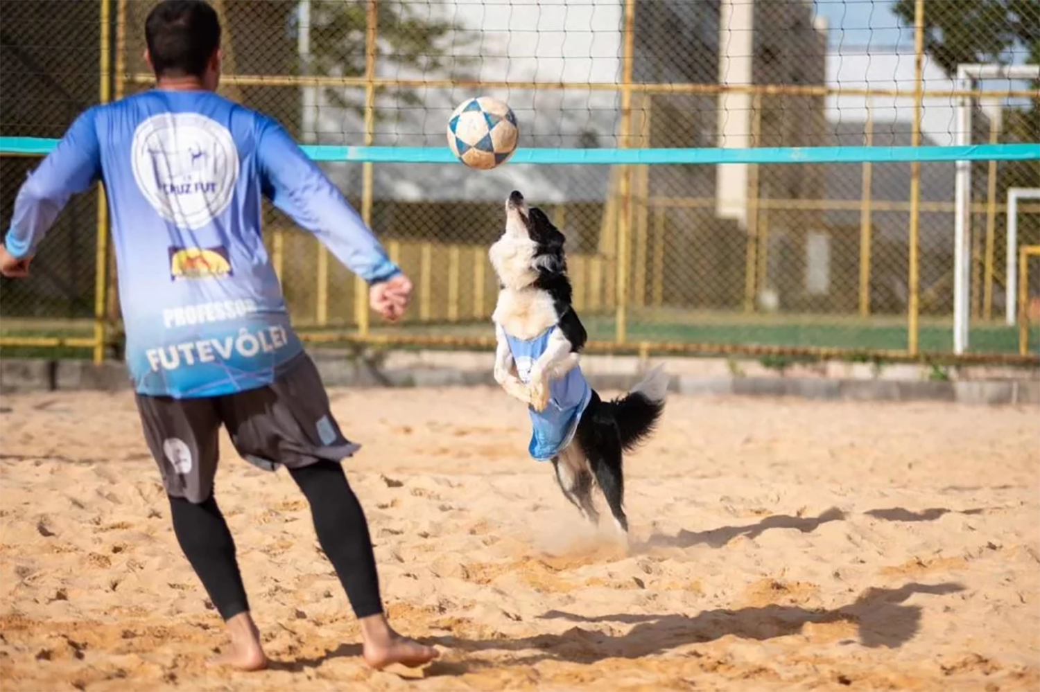 #ReidaAu-tinha: border collie viraliza nas redes jogando altinha nas praias do Rio