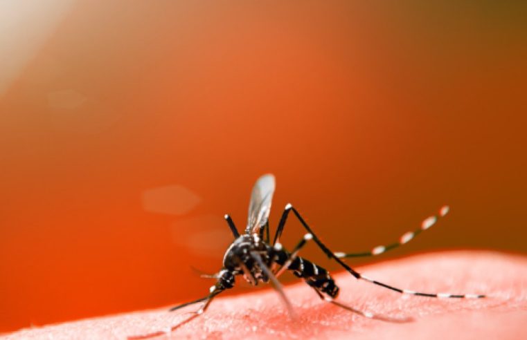 Alerta: Brasil pode chegar a 4,2 milhões de casos de dengue em 2024 