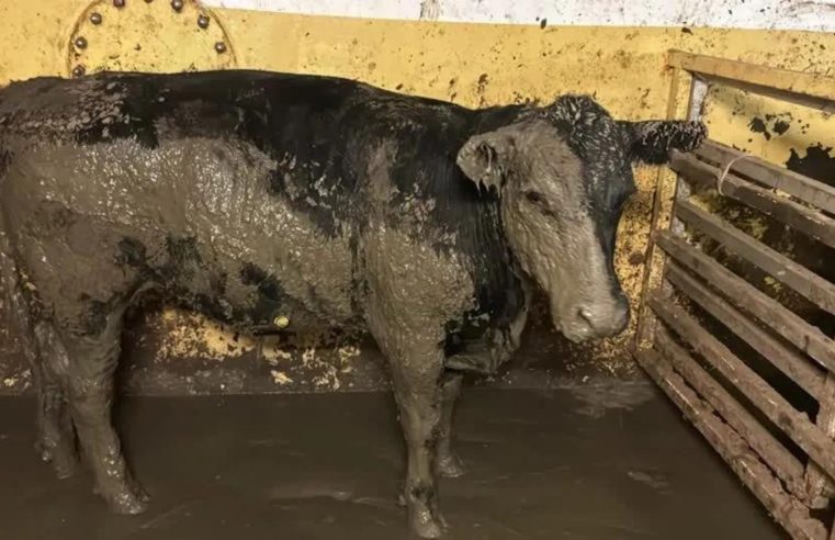 Navio com gado do Brasil incomoda moradores na Cidade do Cabo por conta de mau cheiro