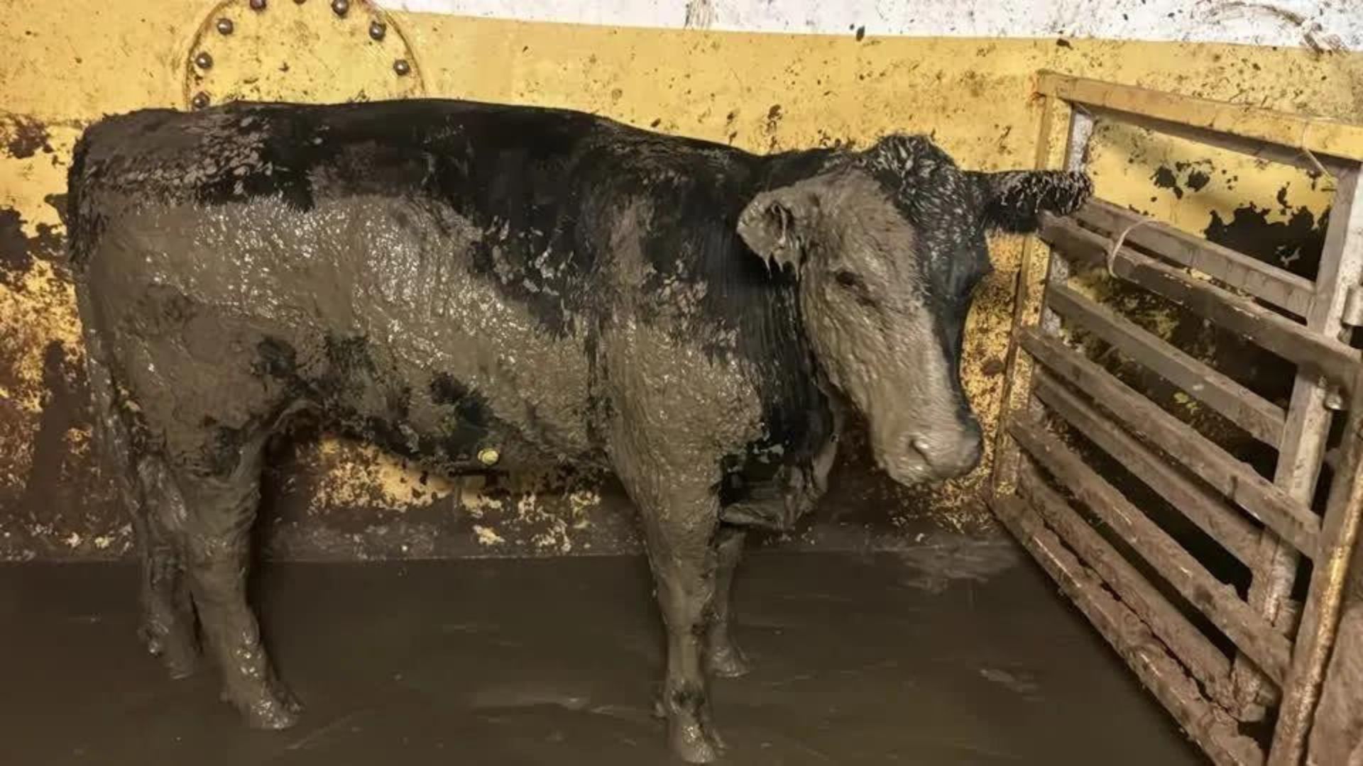 Navio com gado do Brasil incomoda moradores na Cidade do Cabo por conta de mau cheiro